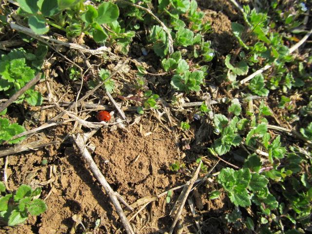 USEV LUCERKE, LOKACIJA DRAČA, ČTETOČINA-LUCERKINA BUBA (phytodecta fornicata)